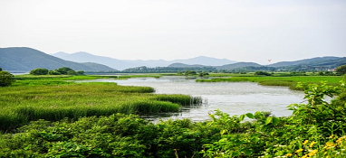 山东助力水环境质量持续改善 力争明年底新建人工湿地139处